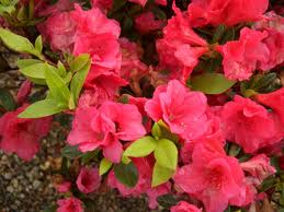 Azalea joy