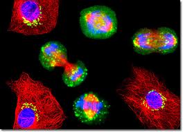 dividing cells dividing cells