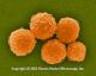 More info on the web Adult stem cells