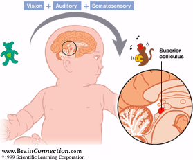 baby brain functions