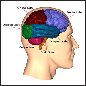 we have books about this! brain