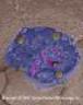Investigate on the web Adult stem cells in bone marrow