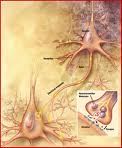 brain connections