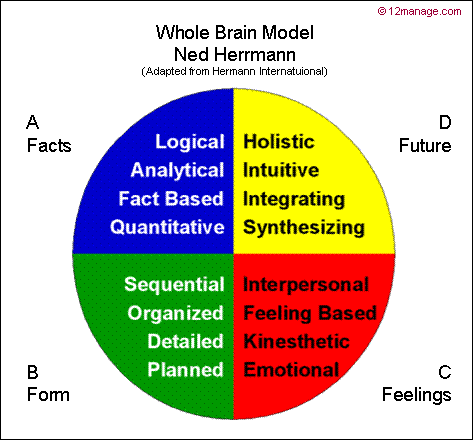 Discover the left brain four quadrants of the brain