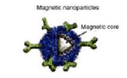 magnetic cell