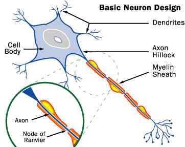 brain cells