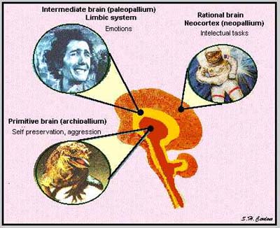 see how the brain works holistically Triune brain