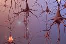 neurons in baby
